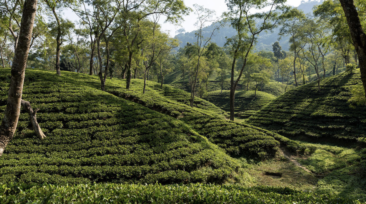 tea crops from the assam mangalam tea estate