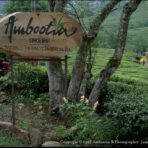 Darjeeling Ambootia Tes Estate