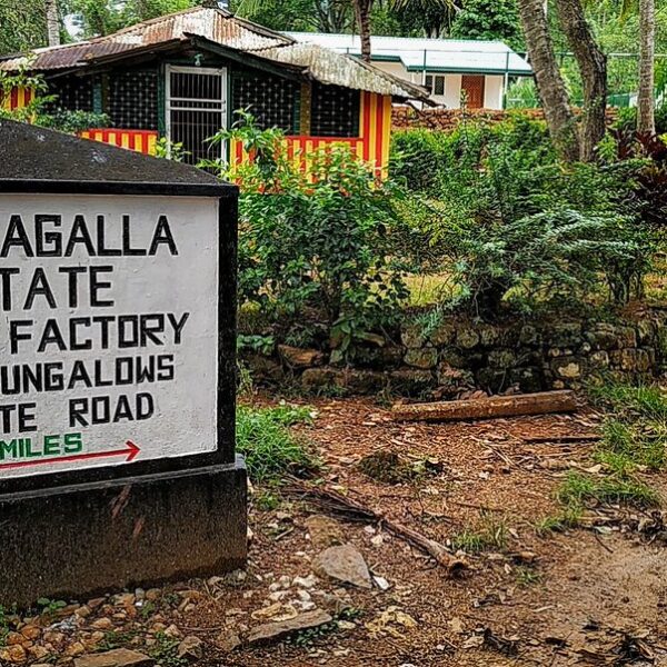 Ceylon Pettiagalla Tea Estate in Sri Lanka Pettiagalla Tea Estate, Ceylon