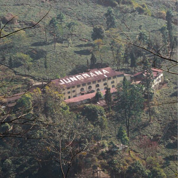 Jungpana tea estate Jungapana Tea Garden in Darjeeling